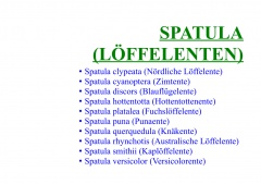 Spatula (Löffelenten)